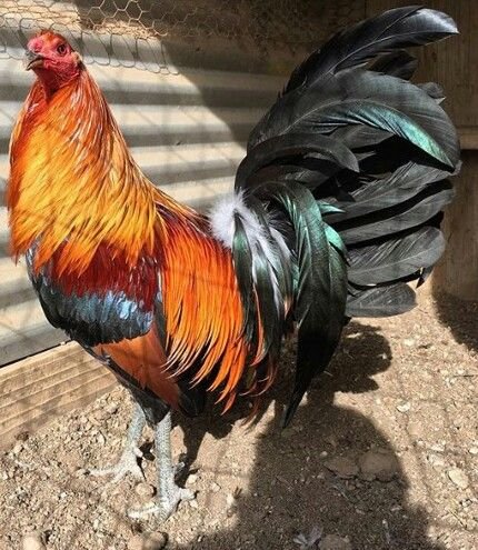 Buy purebred Green Legged Sweater brood cocks