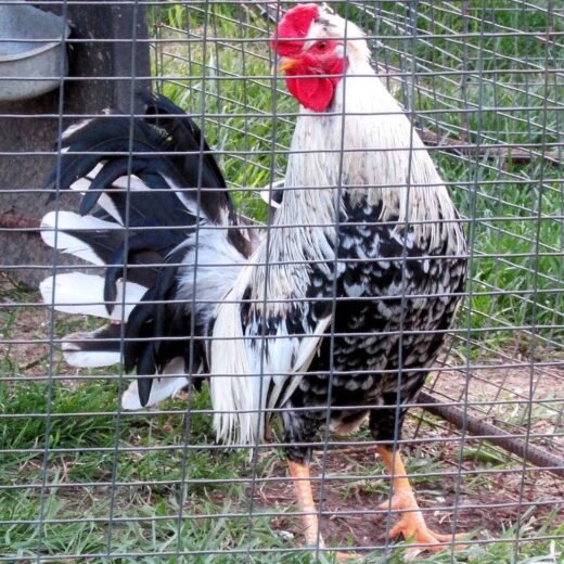 Ginn Grey Toppy roosters for sale