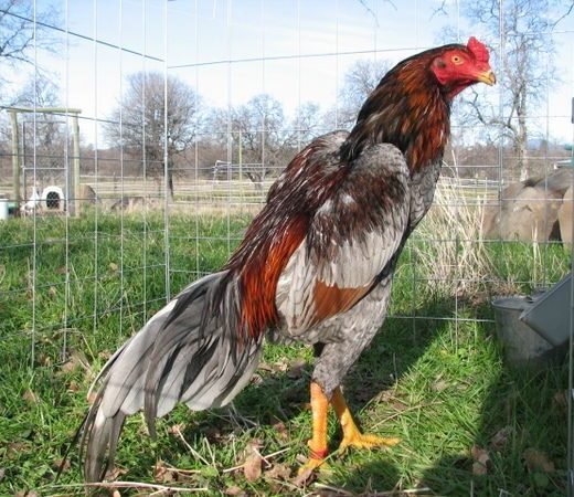 Buy purebred Brazilian Gamefowl stags online
