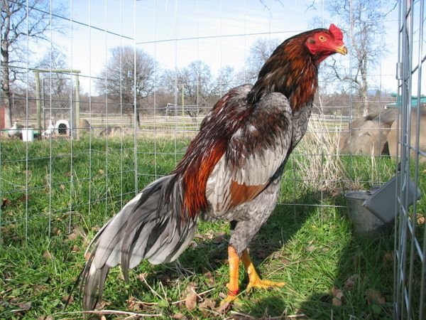 Buy purebred Brazilian Gamefowl stags online