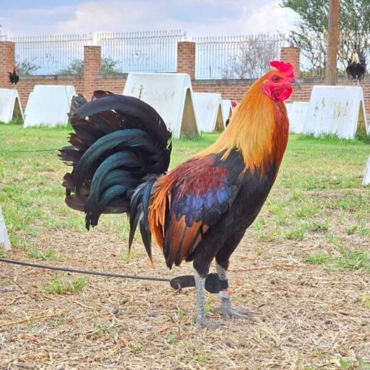 Buy purebred McLean Hatch gamefowl stags online