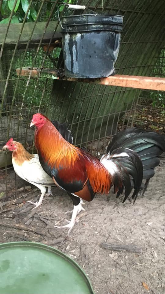 butcher game roosters for sale - Image 2