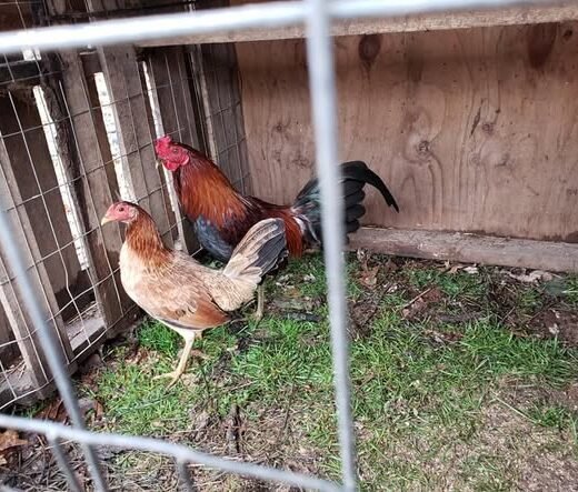 purebred Gavilan Hatch brood hens