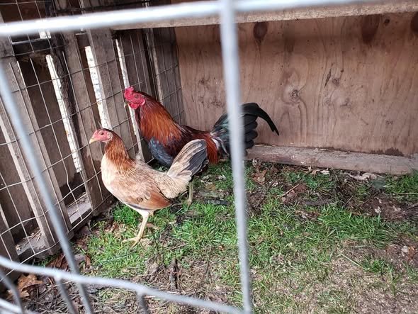 purebred Gavilan Hatch brood hens