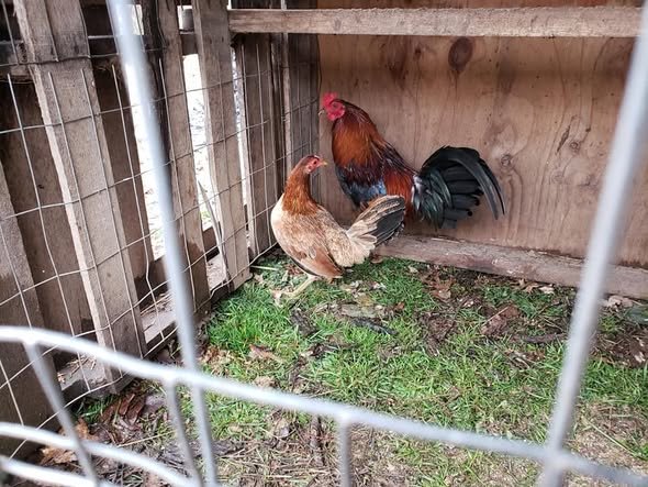 purebred Gavilan Hatch brood hens - Image 2