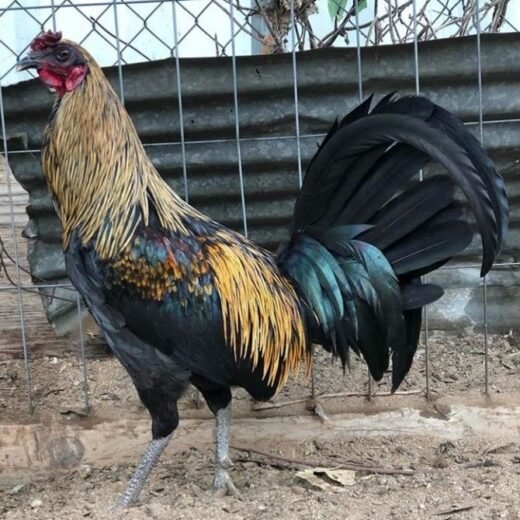 Buy purebred Black Grey gamefowl cocks