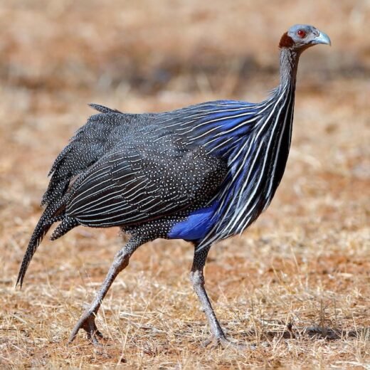 Rare Vulturine Guineafowl Hens For Sale
