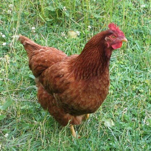 Buy purebred New Hampshire Red hens online