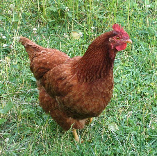 Buy purebred New Hampshire Red hens online