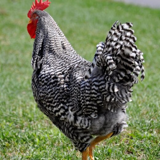 Barred Plymouth Rock roosters