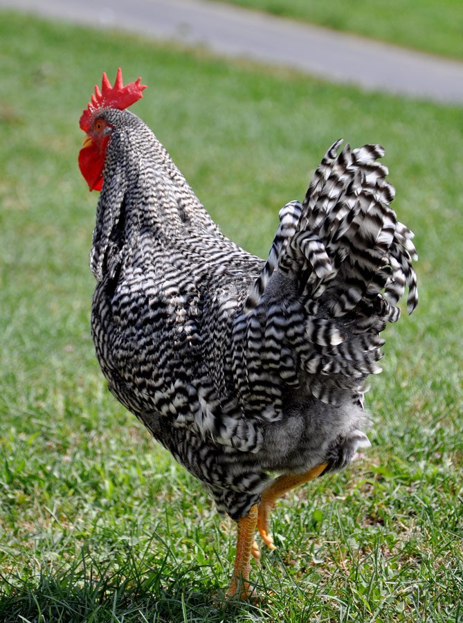 Barred Plymouth Rock roosters