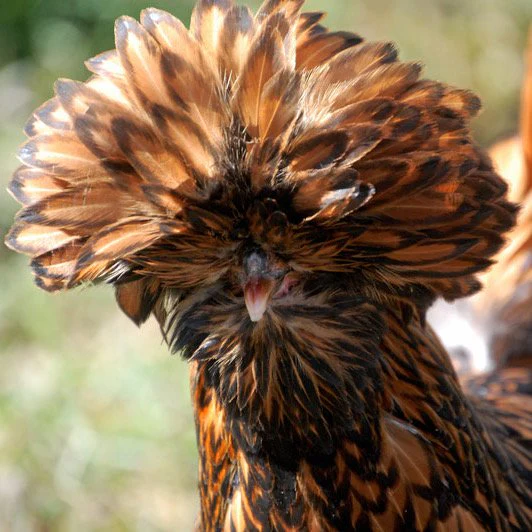 Gold Laced Polish Chicken - Image 2