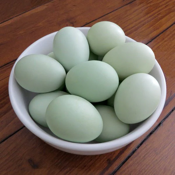 fertile Easter Egger hatching eggs online - Image 2
