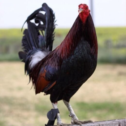 Buy purebred Curtis Blackwell Hatch gamefowl cocks