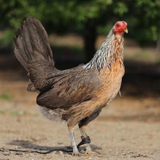 Buy purebred Johnnie Jumper Grey gamefowl hens