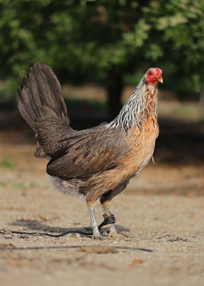 Buy purebred Johnnie Jumper Grey gamefowl hens