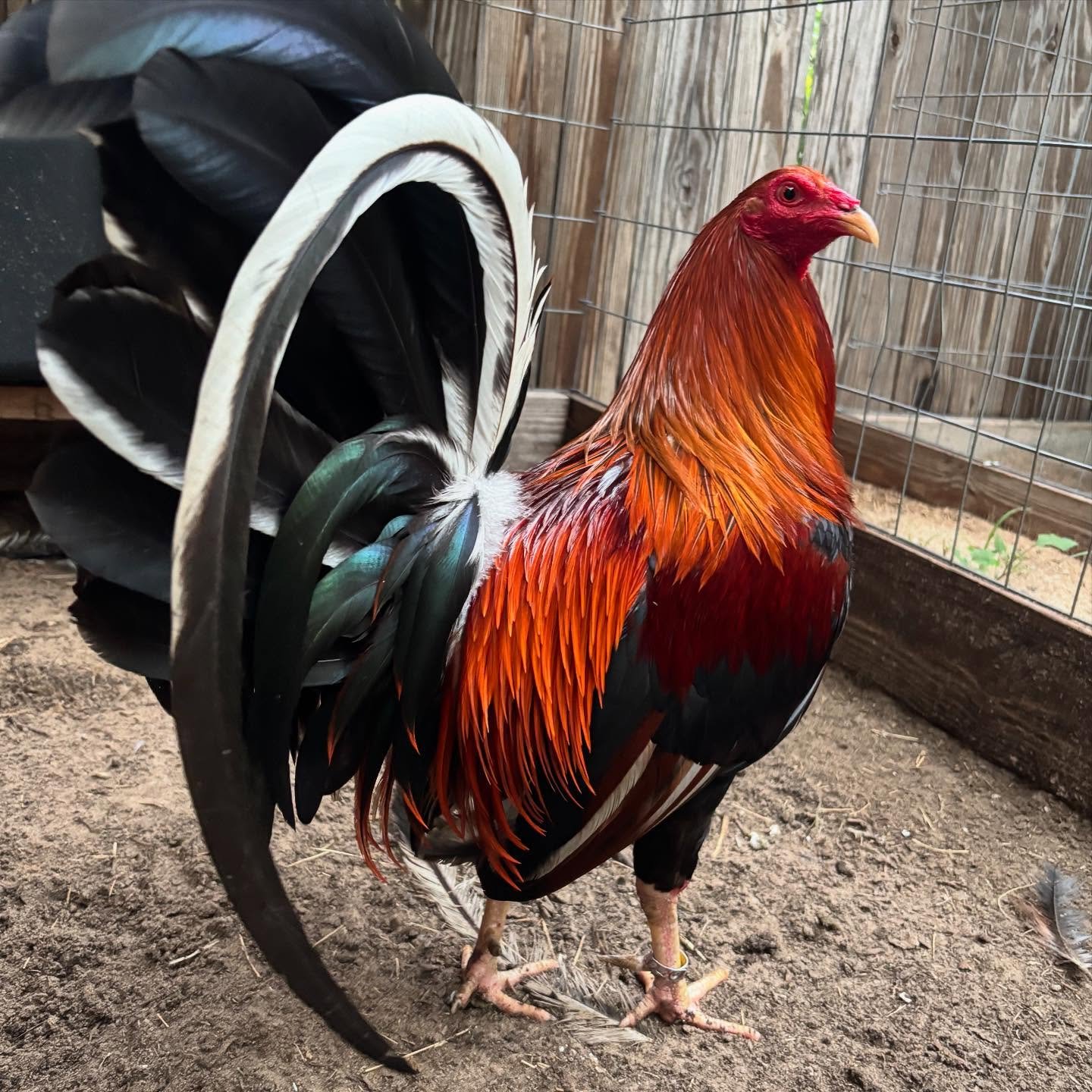 Bruce Barnett Kelso gamefowl for sale - Image 2