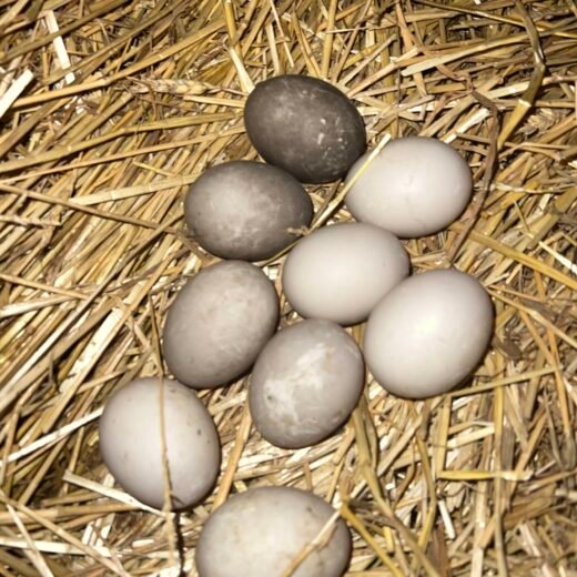 fertile Cayuga duck hatching eggs online