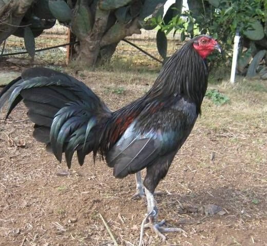 Black Roundhead gamefowl roosters for sale