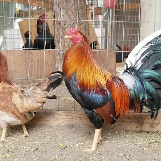 kearney whitehackle cocks for sale
