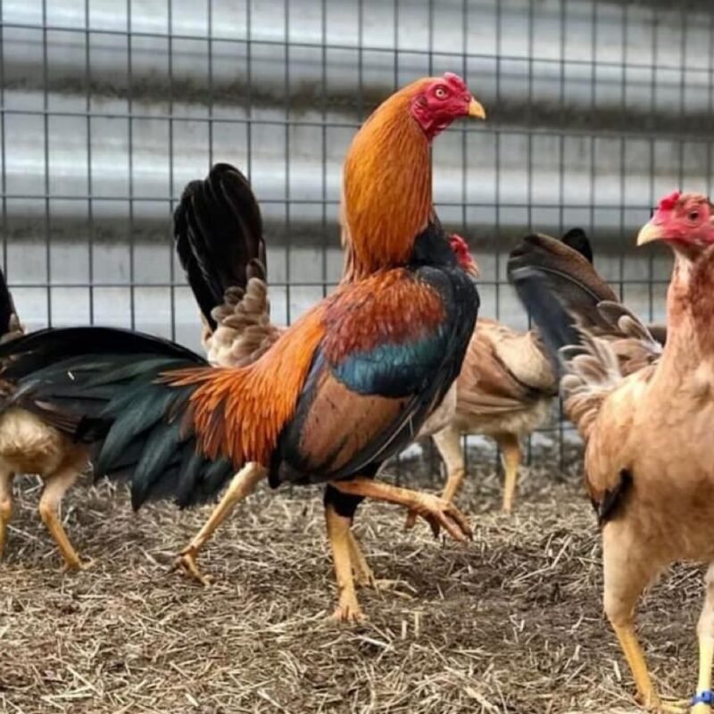 peruvian rooster for sale - Image 2
