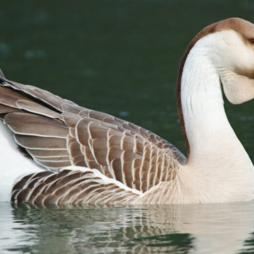 Buy African Geese