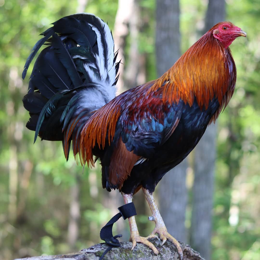 Buy purebred Yellow Leg Hatch gamefowl cocks - Image 2