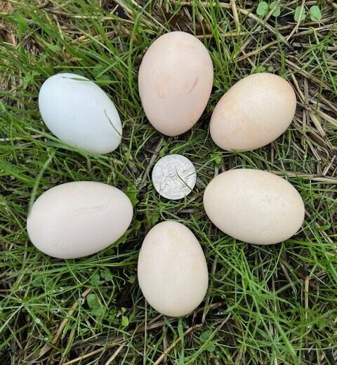 Buy fertile Quail Bearded d’Anver Bantam hatching eggs