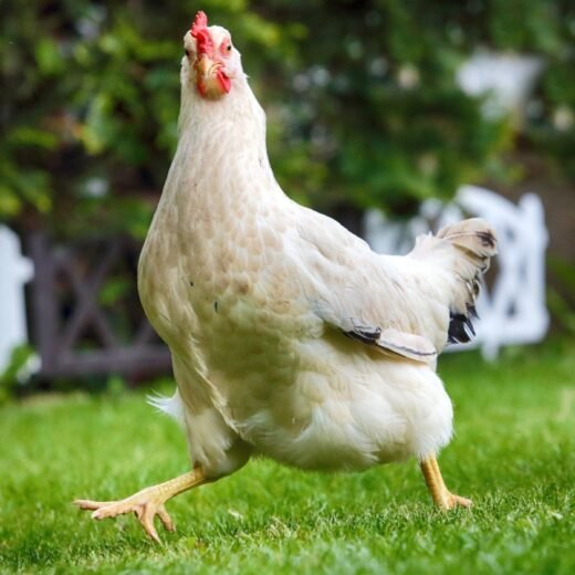 Amber Star Chickens