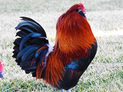 Buy Ameraucana Bantam For Sale