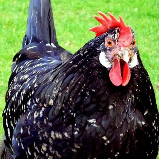 Anconas Chicken