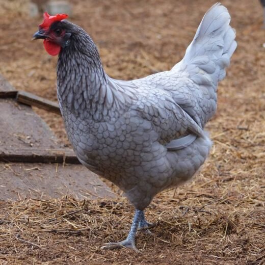 Andalusian Chickens