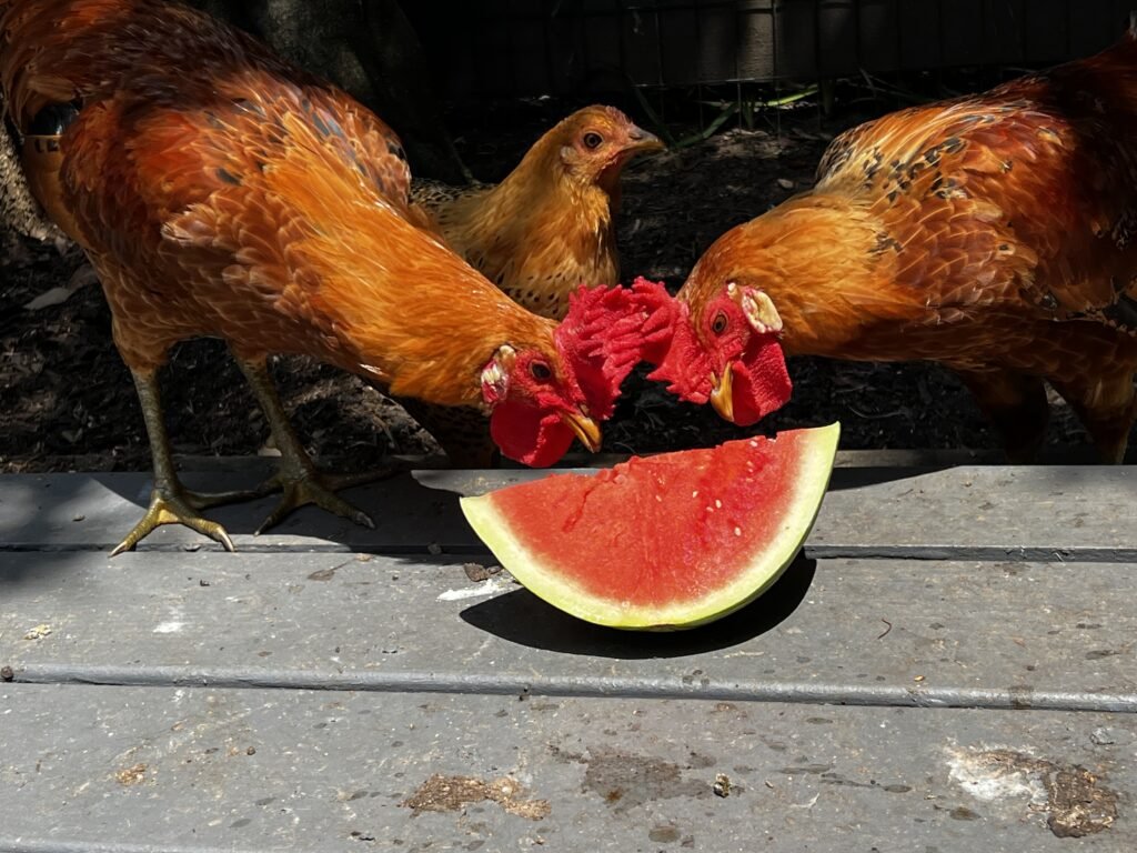 buttercup chickens for sale - Image 3