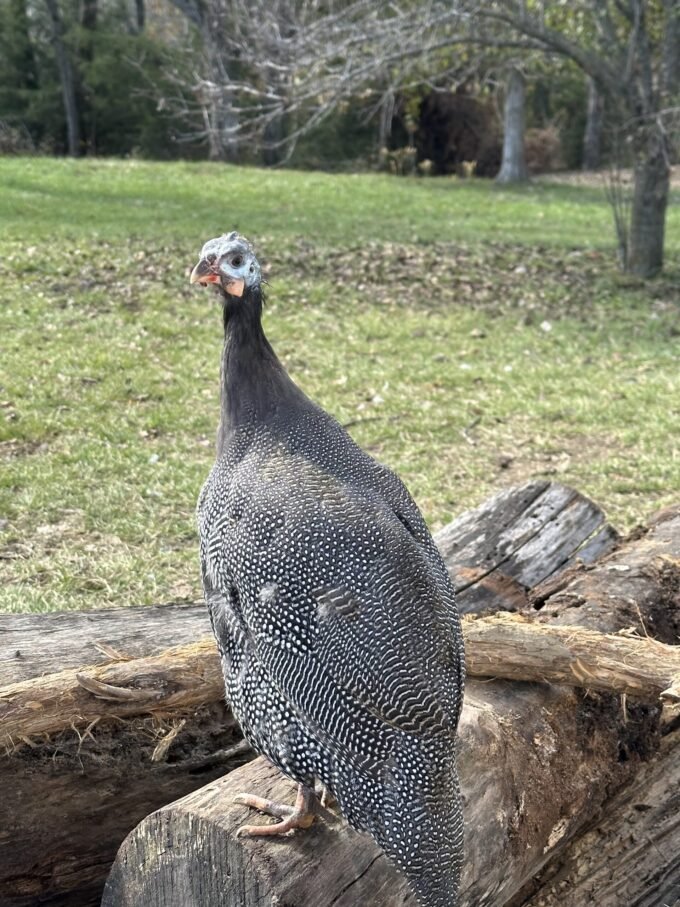 pearl grey guinea fowl for sale - Image 5