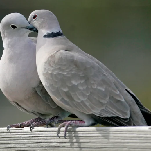 Assorted Juvenile Doves