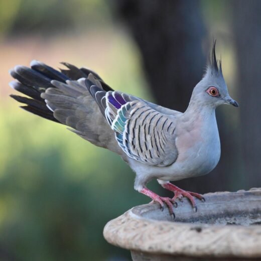 Australian Crested Doves