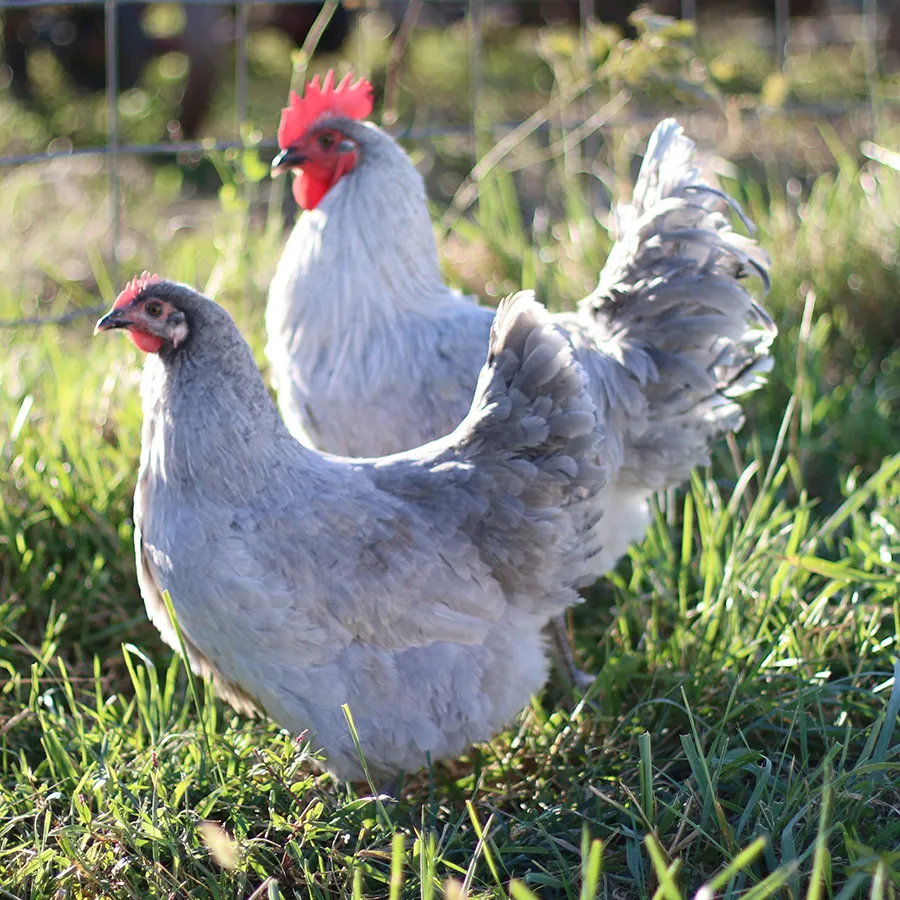 lavender hens for sale