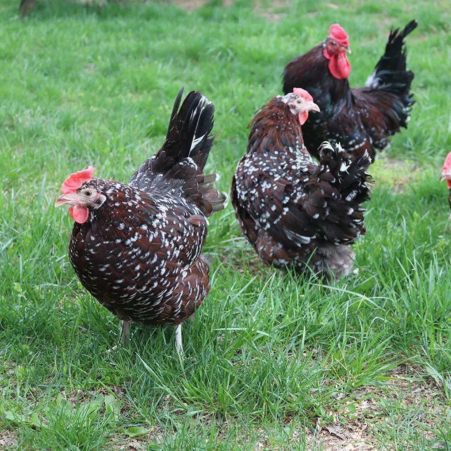 speckled sussex chicks for sale - Image 2