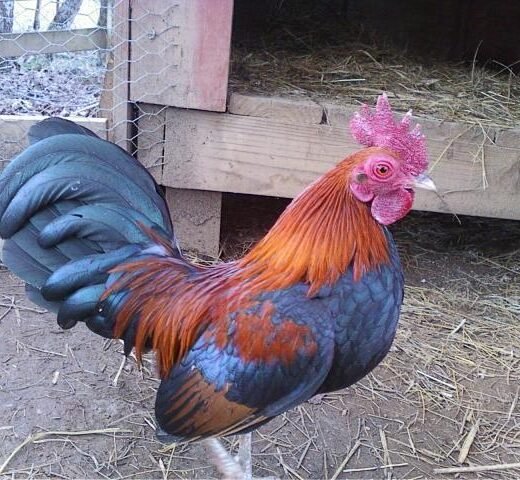 BB Red Old English Game Bantam