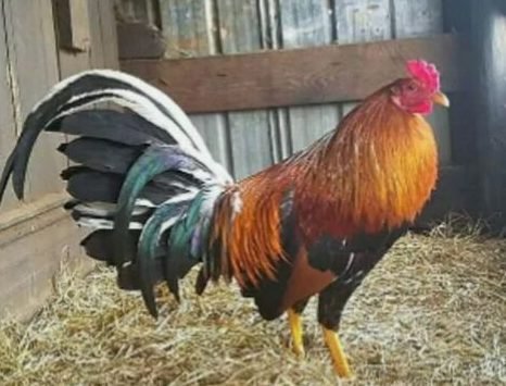 BB Red Old English Game Bantam - Image 2