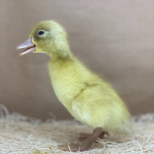 Buy live Buff Orpington day-old ducklings online