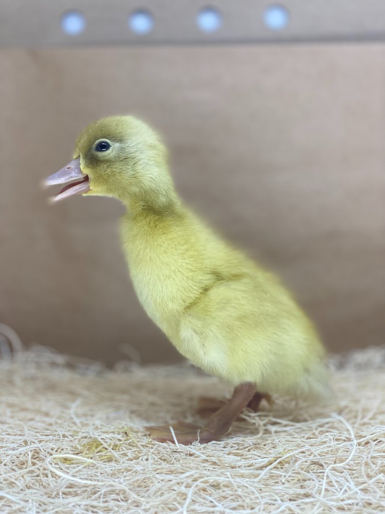 Buy live Buff Orpington day-old ducklings online