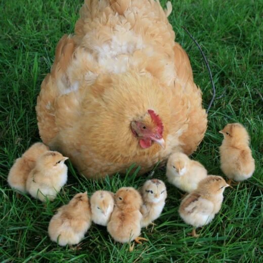 Baby Chicks Buff Orpington