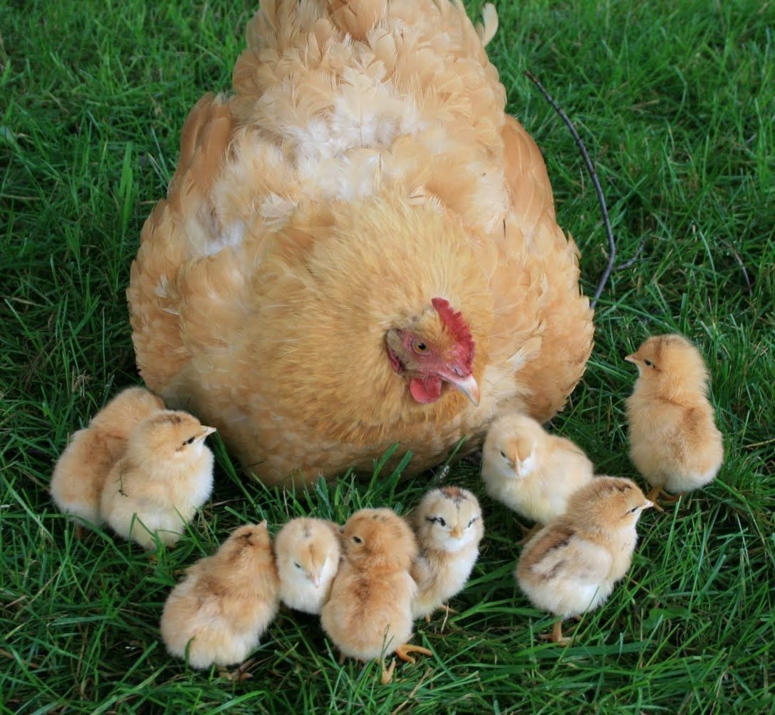 Baby Chicks Buff Orpington