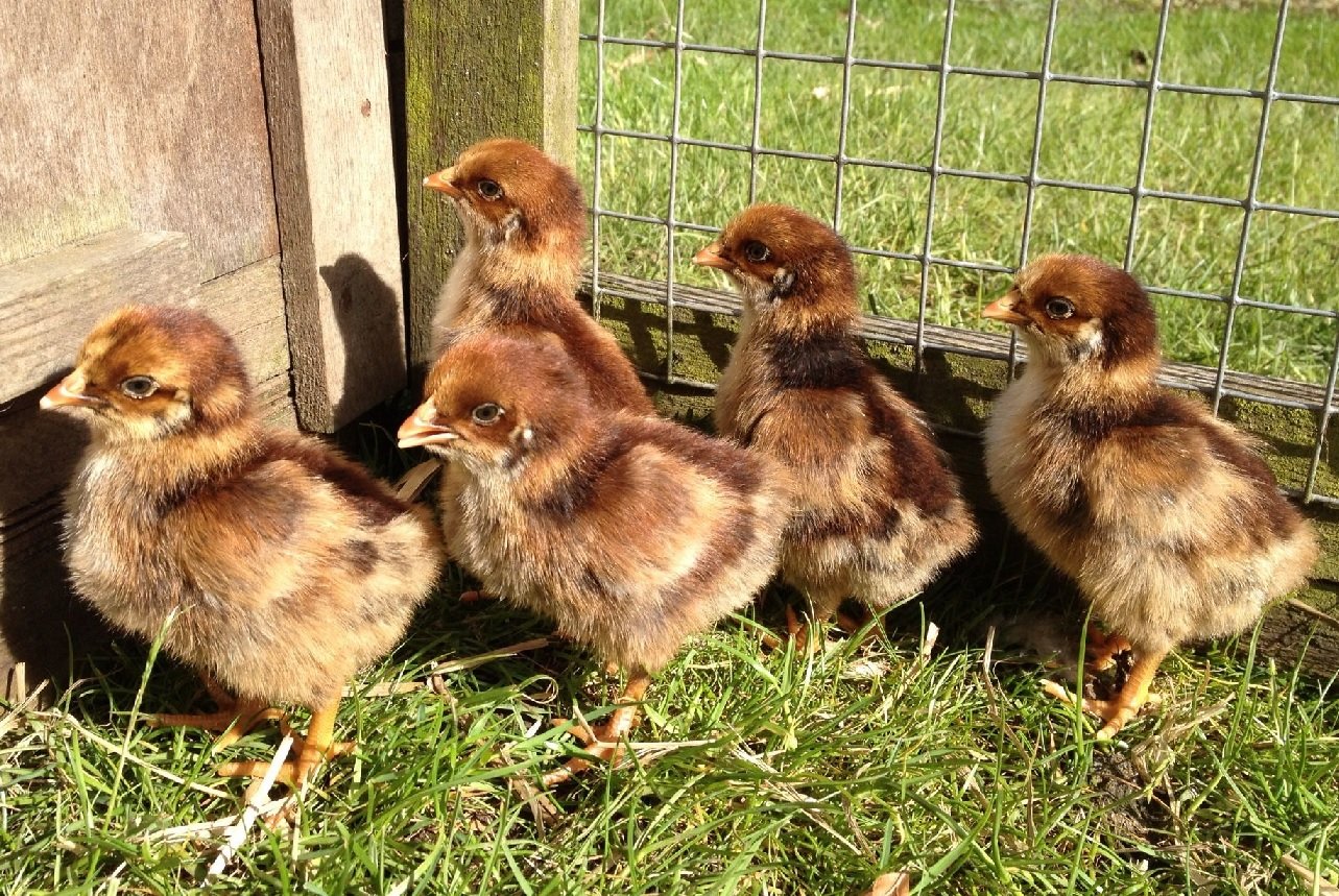 barnevelder day old chicks - Image 2
