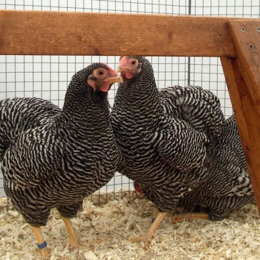 Barred Cochin Bantam