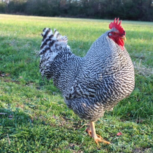 Barred Rock