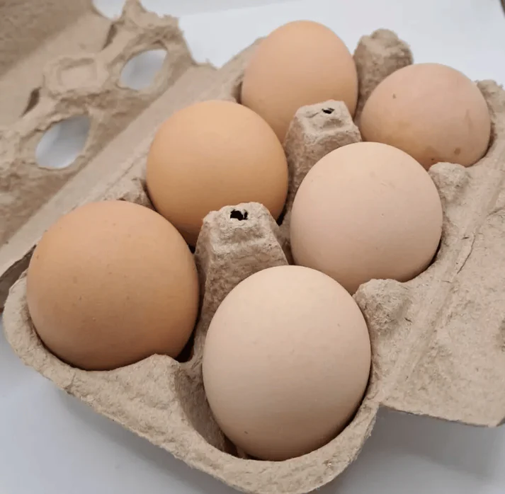 barred plymouth rock eggs for sale