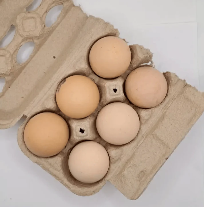 barred plymouth rock eggs for sale - Image 2