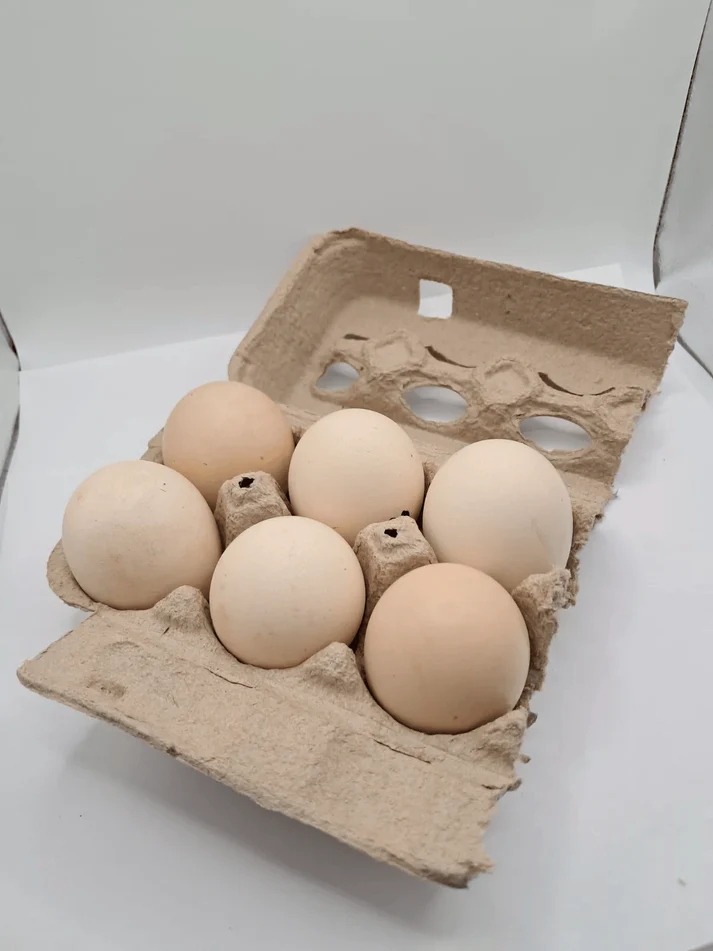 barred plymouth rock eggs for sale - Image 3